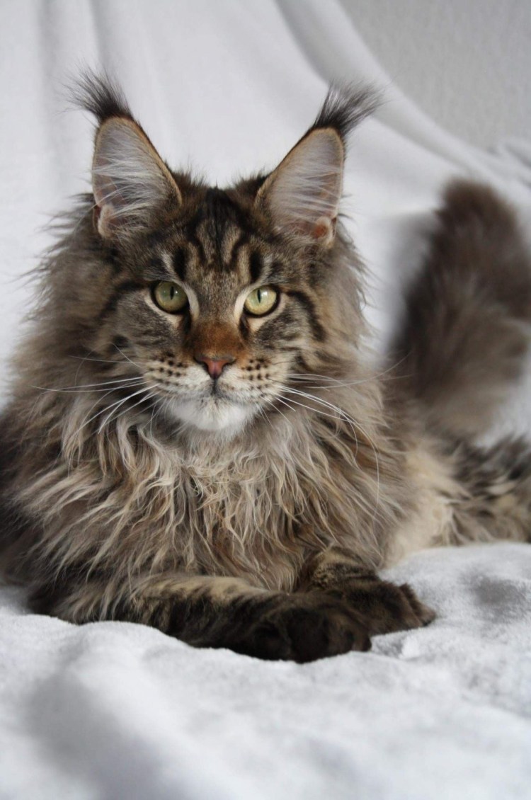 Мейн кун юмор