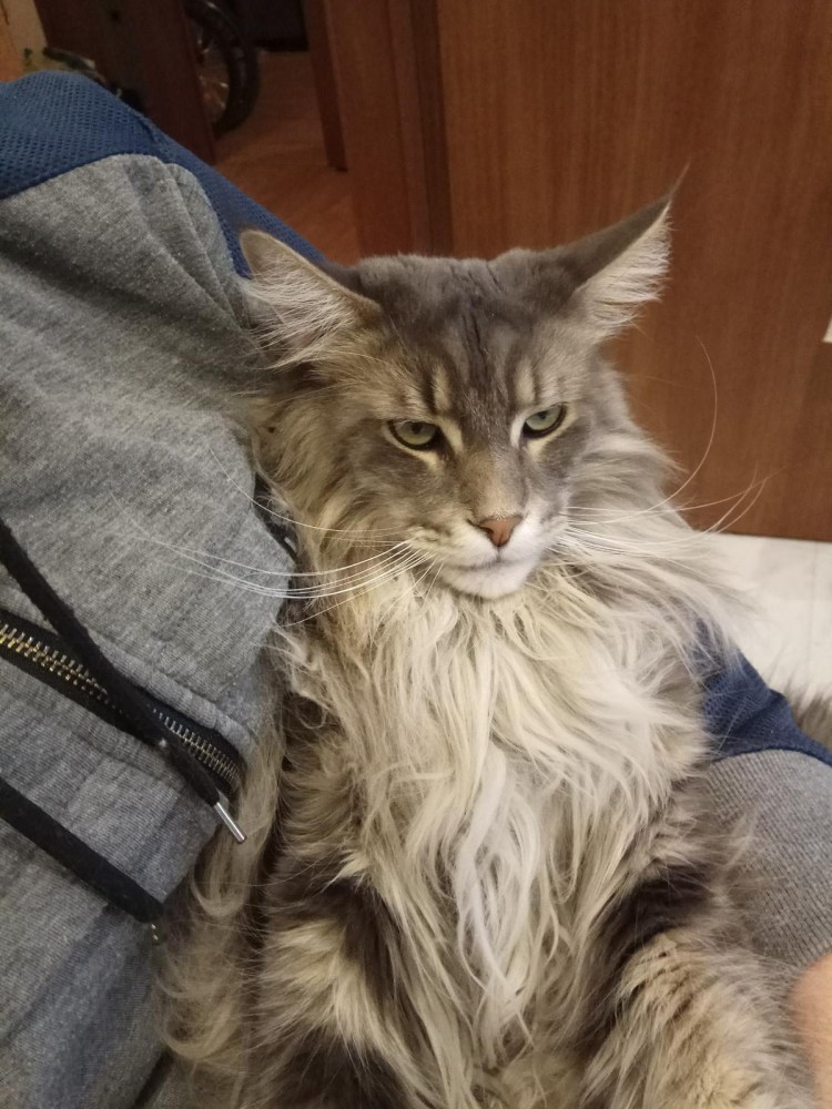 Курдюк у Мейн кунов