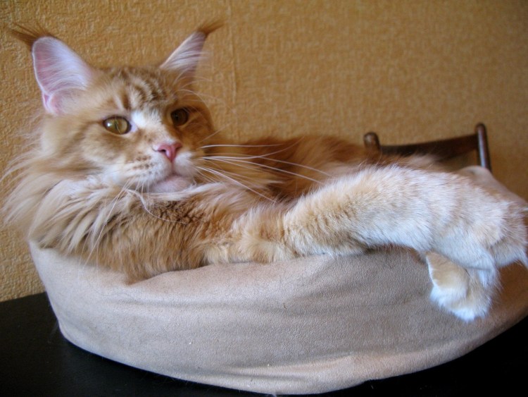 Чистокровный Мейн кун