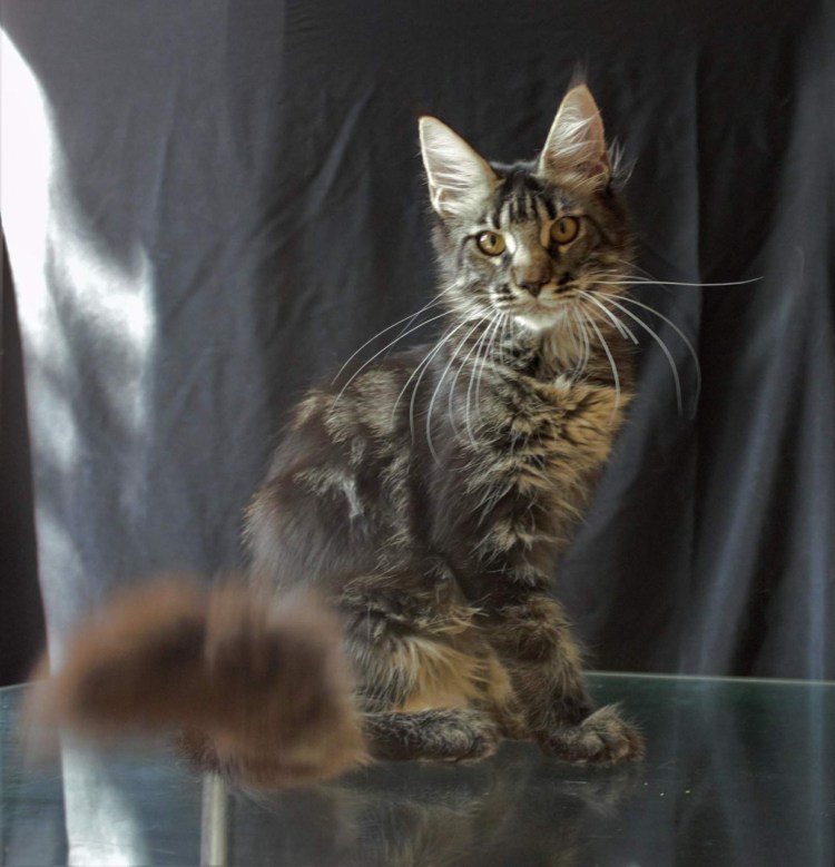 Мейн кун линька