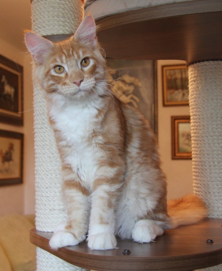 Мейн кун и сфинкс помесь