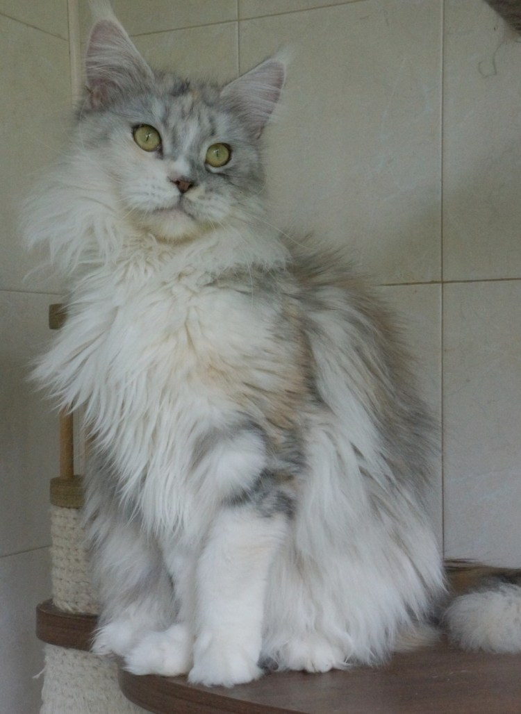 Котята Мейн кун родословная великанов