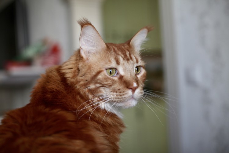 Асцит у Мейн куна