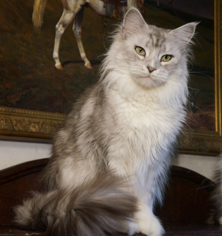 Форум Мейн-кунов питание