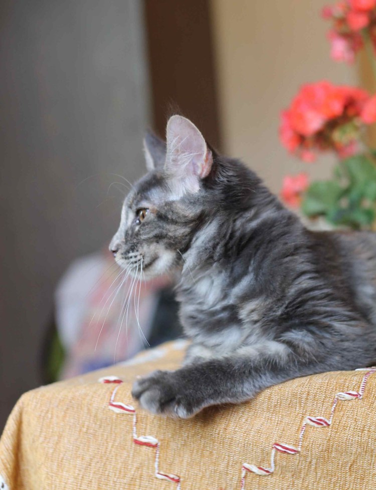 Мейн кун сзади