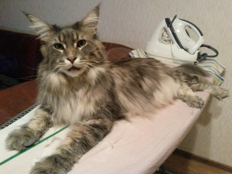 Кот Мейн кун 2 года