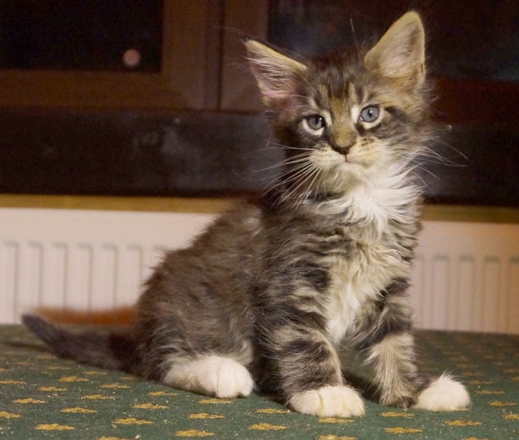 Мейн кун рекс