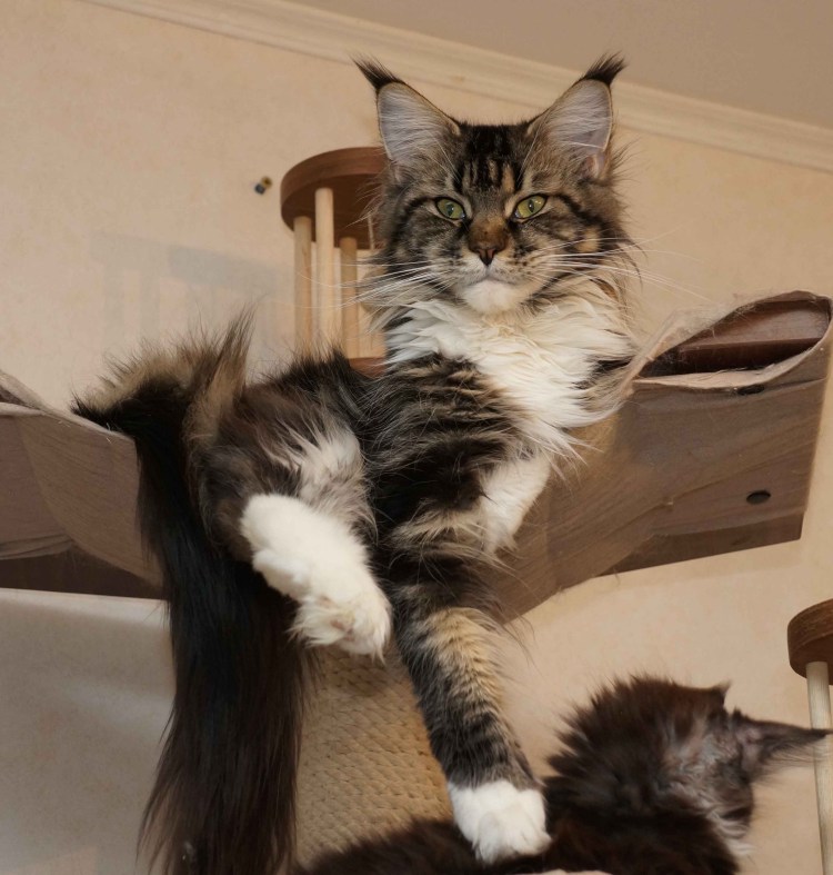 Курдюк у Мейн кунов