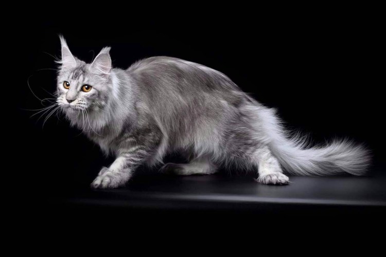 Мейн кун палевый с белым