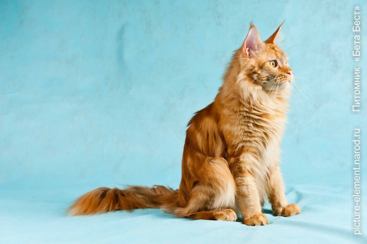 Питомник Мейн кунов