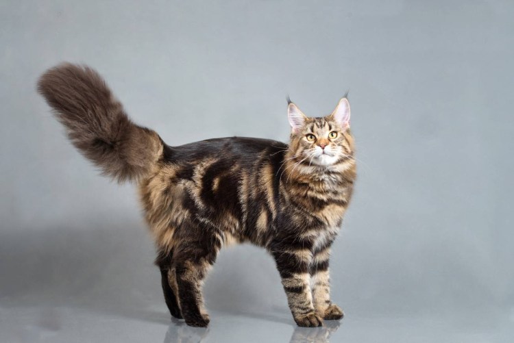 Клички для котов Мейн кунов