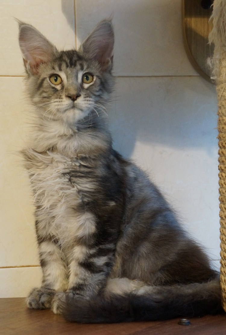 Курдюк у Мейн куна кошка