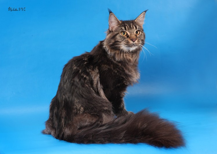 Мейн кун кот 1 год