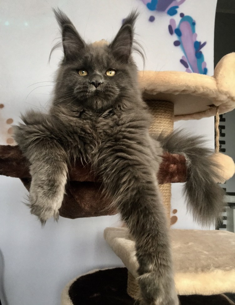 Мейн-кун полосатый окрас