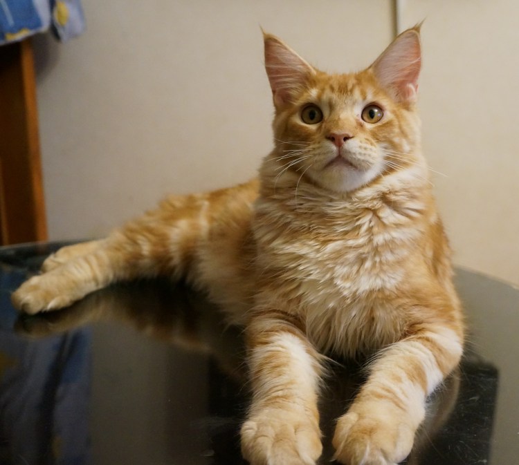 Кошка пали воли