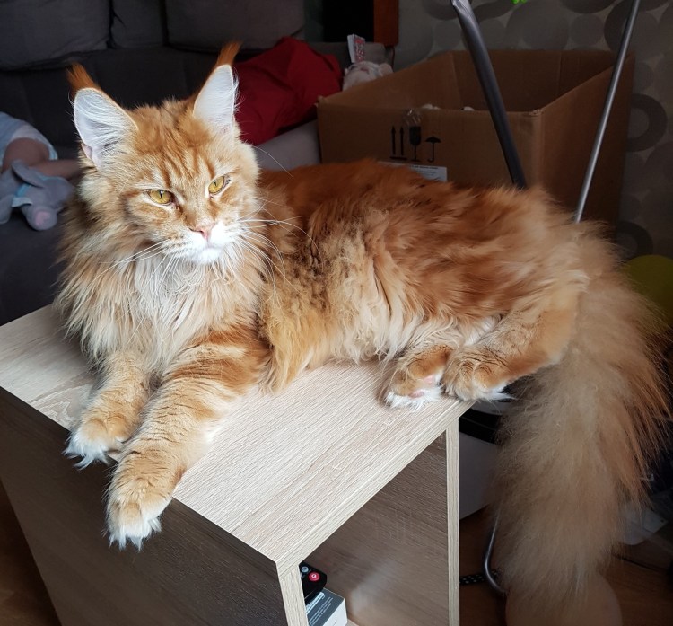 Помесь Мейн куна и сфинкса