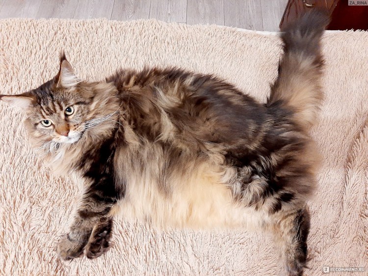 Тольятти Грация питомник Мейн кун родословная