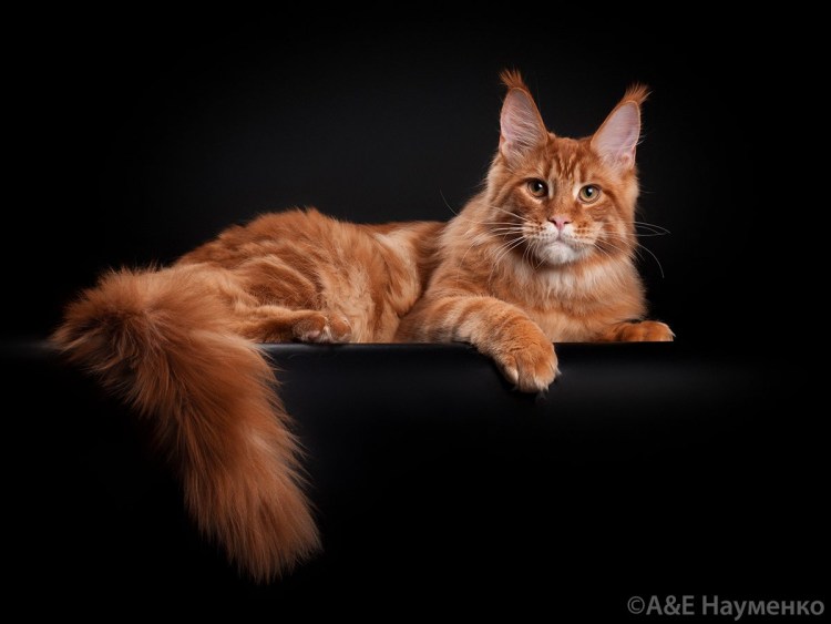 Ласковый Мейн кун