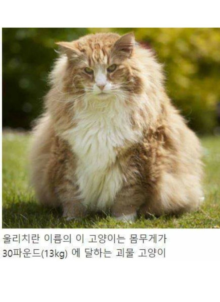 Коты толстяки