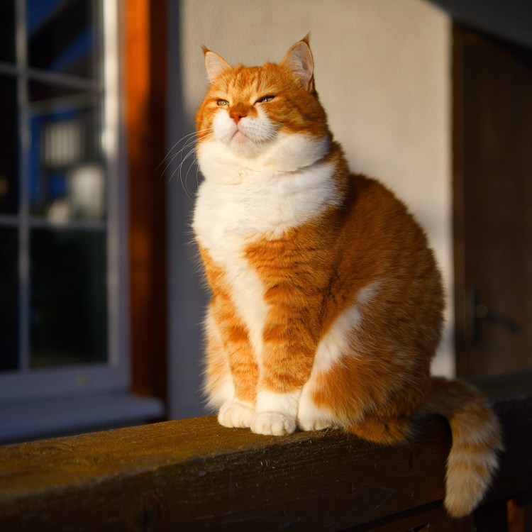 Толстый рыжий кот