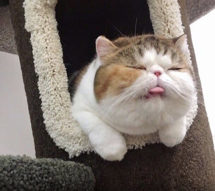 Милый толстый кот