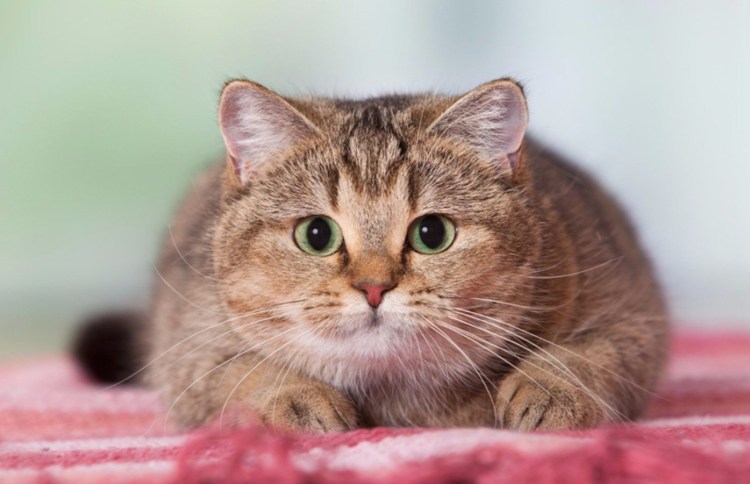 Милый толстый кот