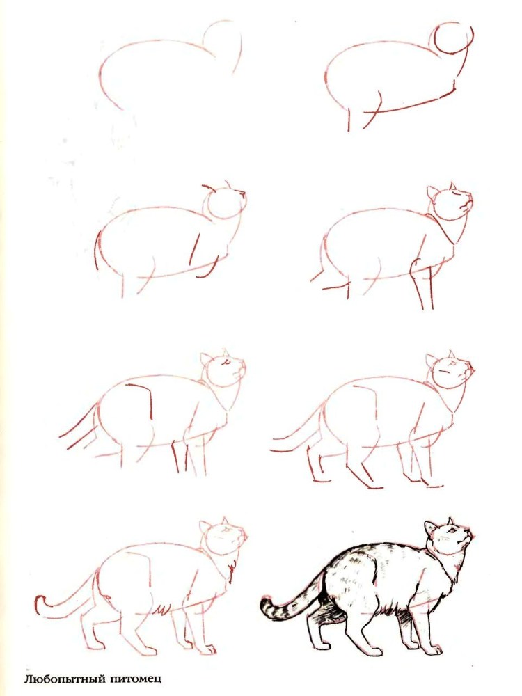 Поэтапный рисунок кота