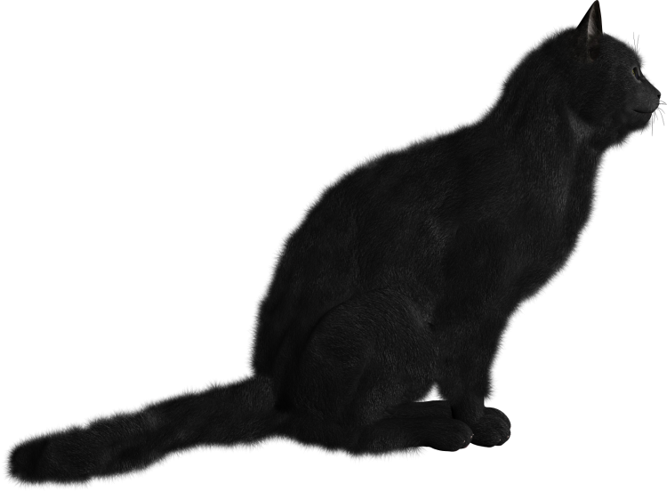 Черный кот на белом фоне