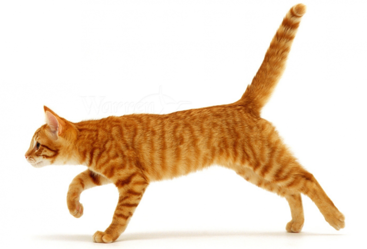 Кошка идет