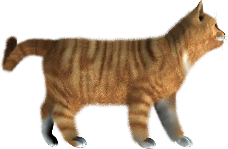 Кошка на прозрачном фоне