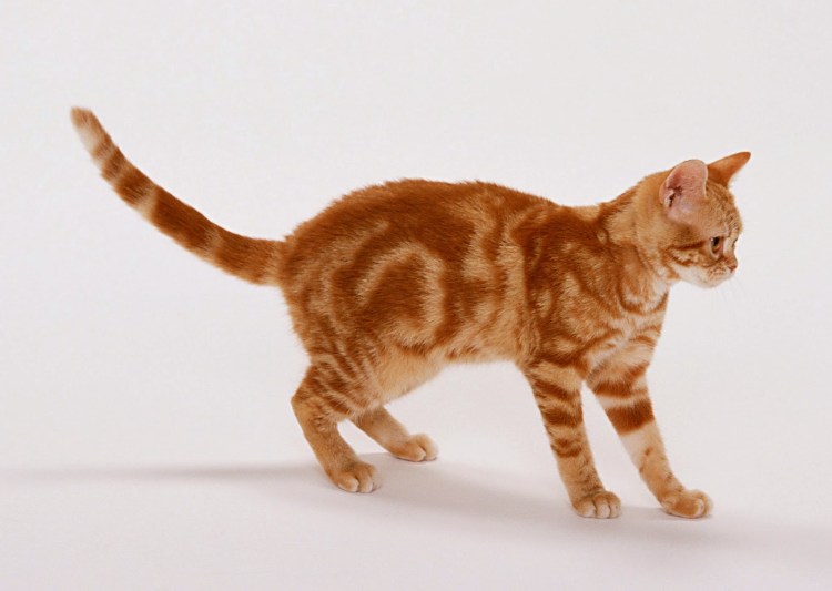 Порода кошек с кругами на боках