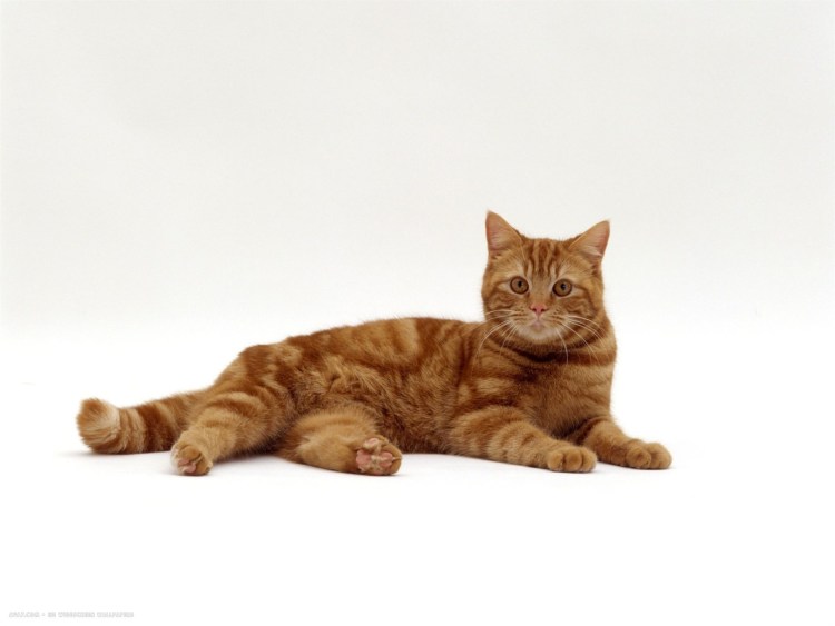 Кот лежит в профиль