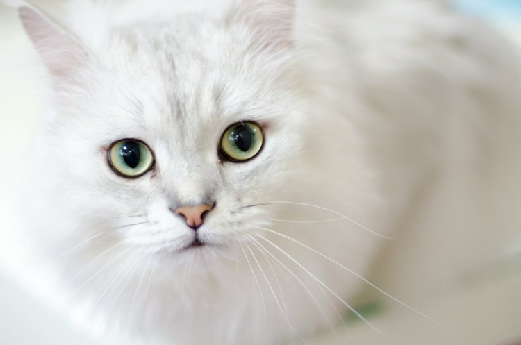 Кошка белая