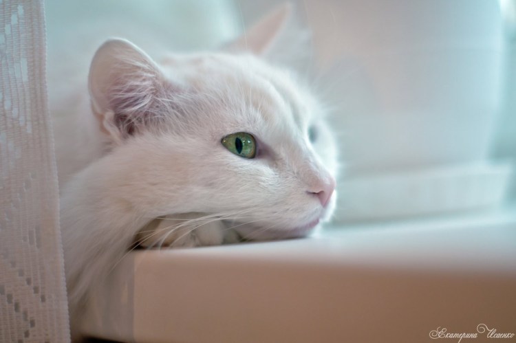 Персидская кошка белая