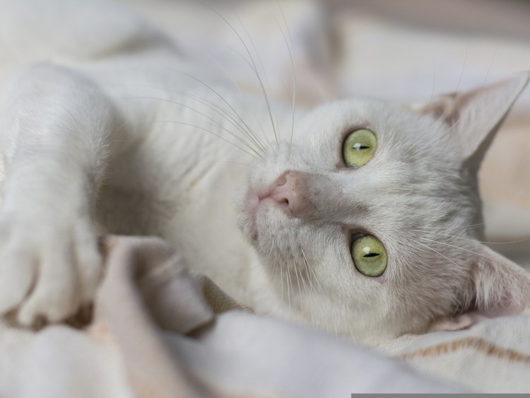 Кошка на природе