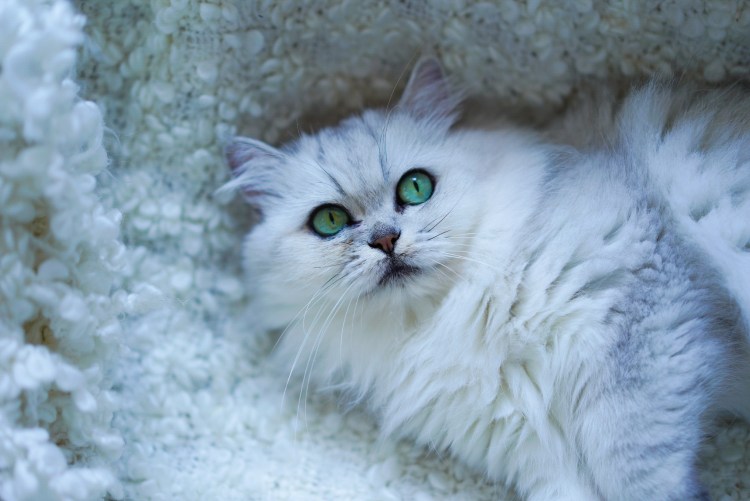 Турецкая ангорская кошка