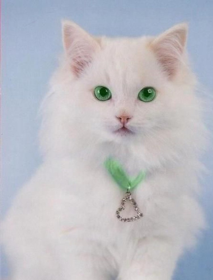 Кошка с голубыми глазами