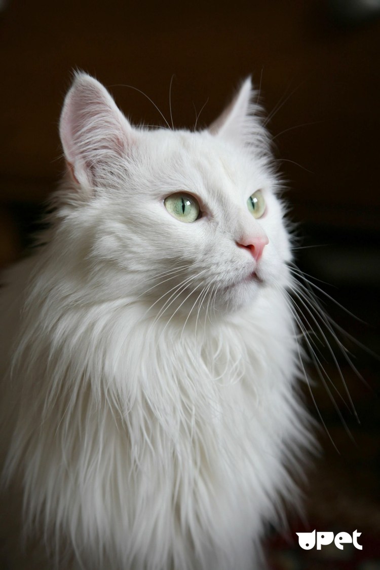 Персидская шиншилла зеленоглазая