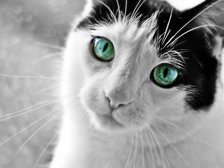 Белая кошка с зелеными глазами