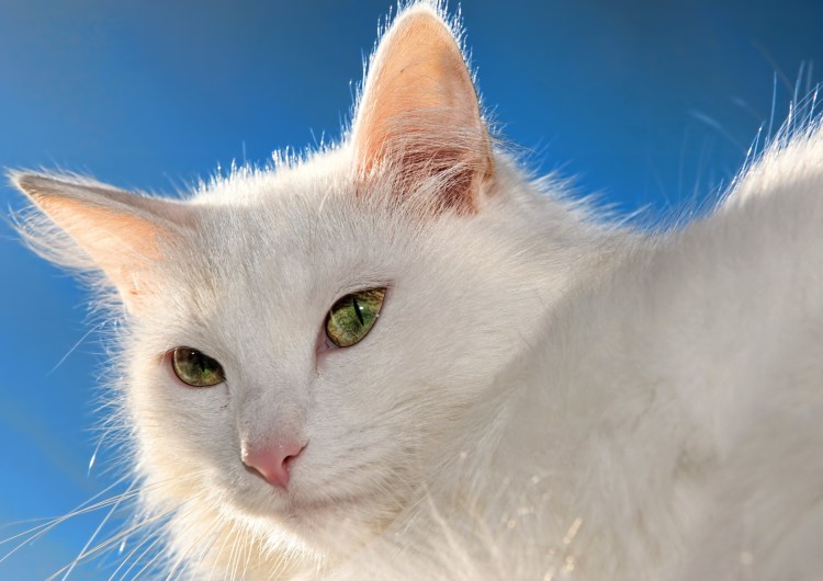 Персидская шиншилла