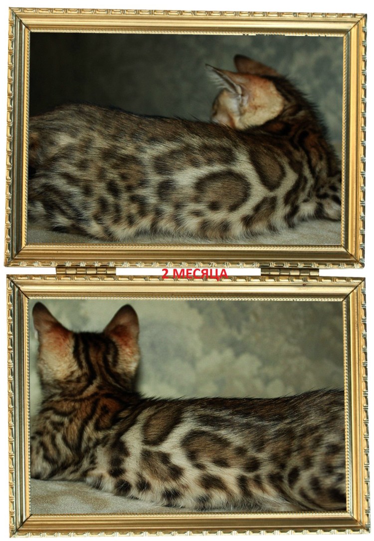 Бенгальская кошка окрас п22
