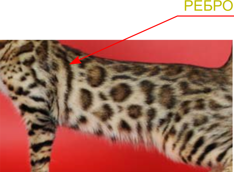 Окраска бенгалов