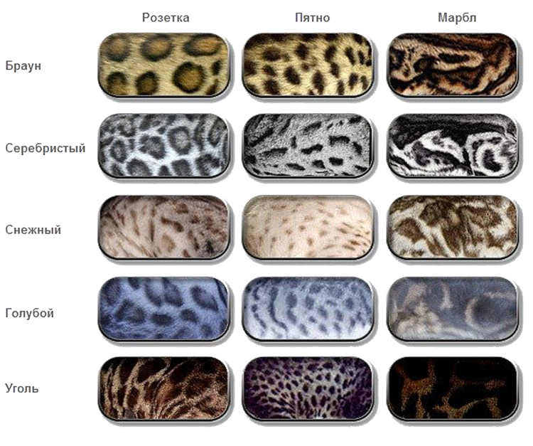 Бенгал окрас