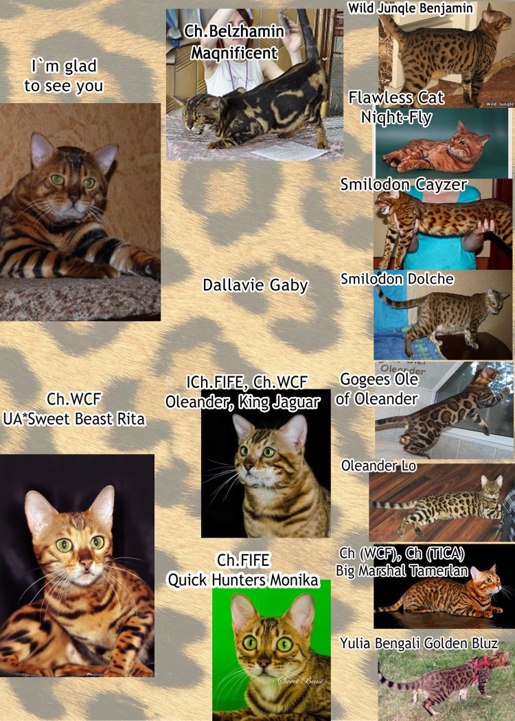 Бенгальская кошка необычные окраски