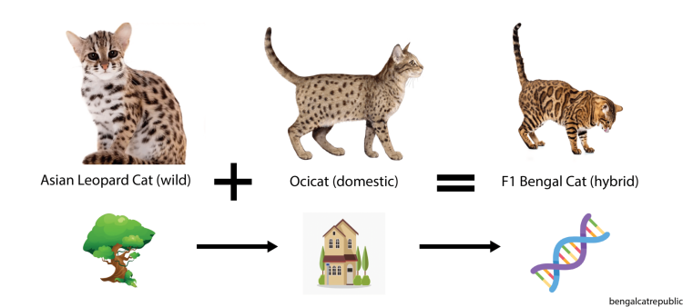 Ребро у бенгала