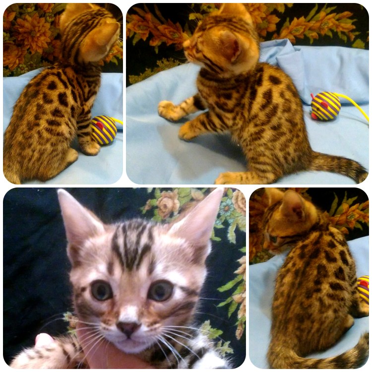 Угольный Линкс бенгал