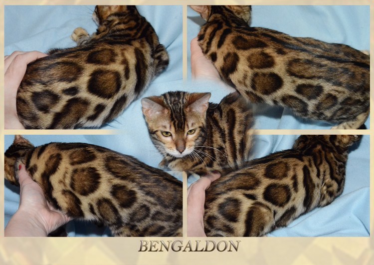 Бенгальская кошка черепахового окраса
