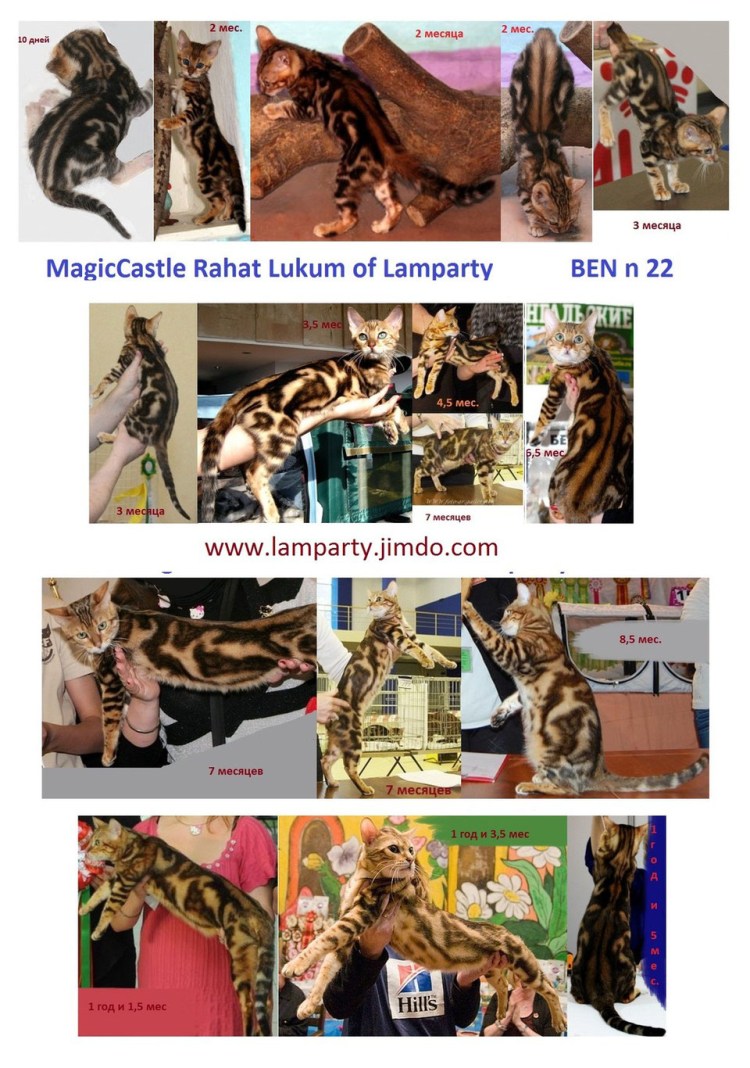 Бенгальский кот окрас Милк