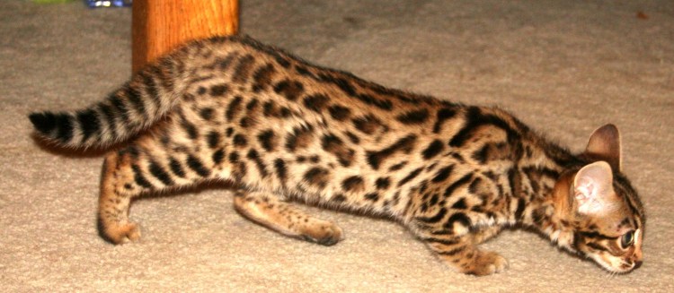 Выставочные бенгальские котята