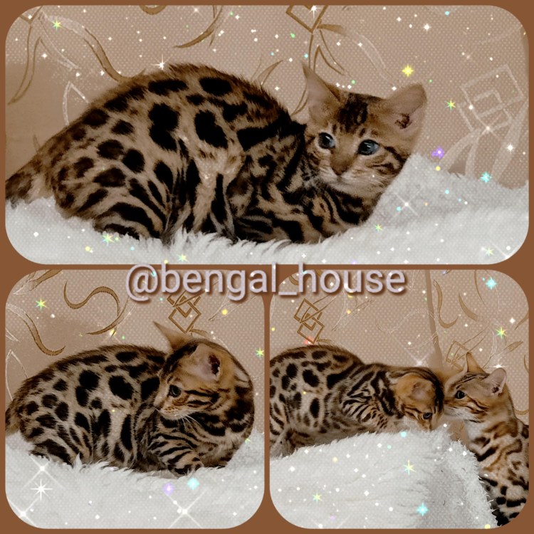 Бенгальский котенок альбинос